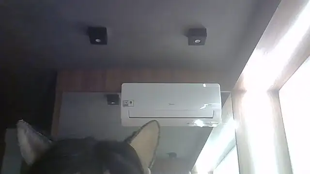 SkinnyKitten webcam