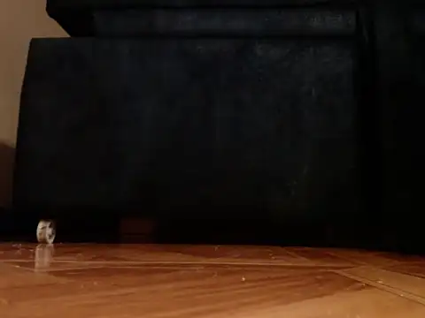 alphaswitchard (M young) - Let me reach my submissive slave goal