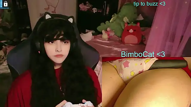 BimboCat webcam