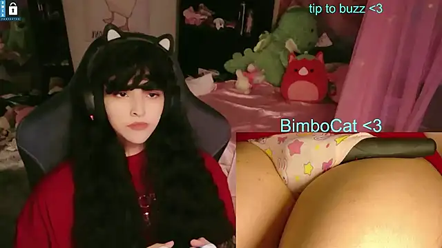 BimboCat webcam