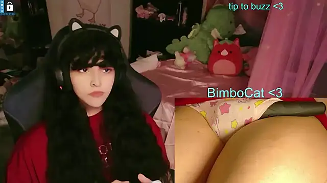 BimboCat webcam