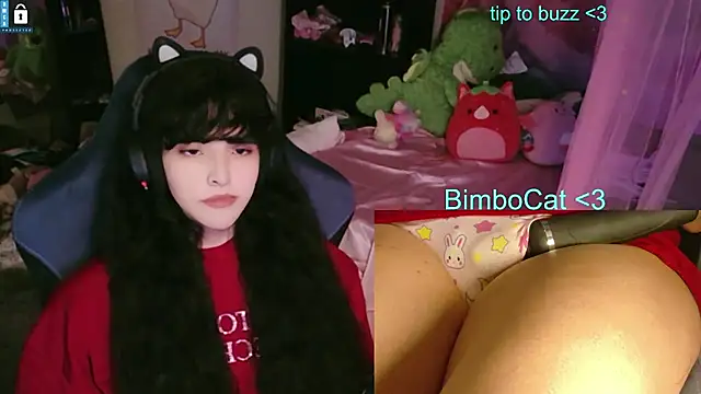 BimboCat webcam