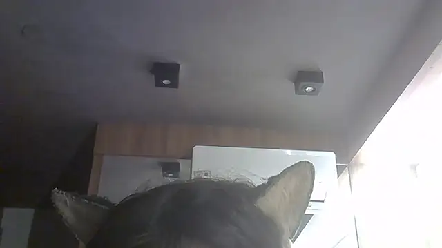 SkinnyKitten webcam
