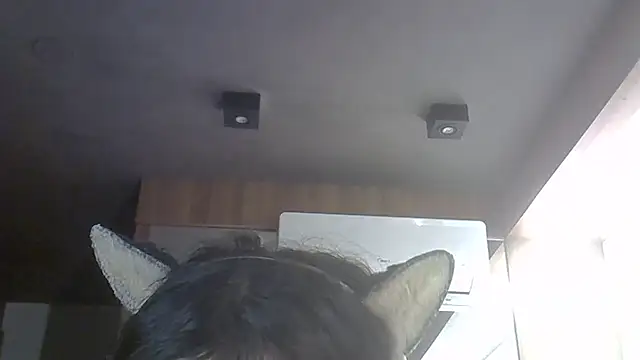 SkinnyKitten webcam