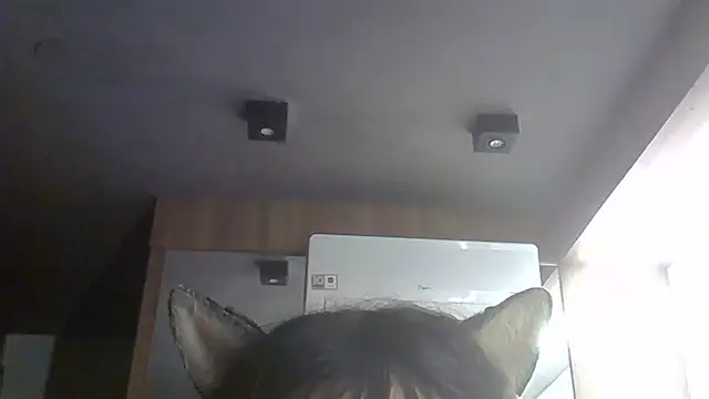 SkinnyKitten webcam