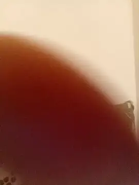 elgasmii webcam
