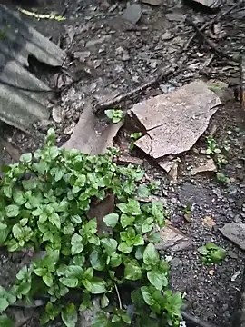 Thosew-venu webcam