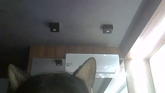 SkinnyKitten webcam