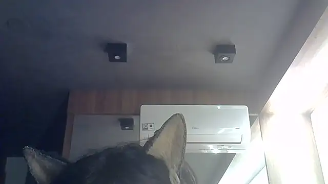 SkinnyKitten webcam