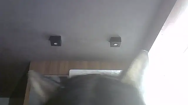 SkinnyKitten webcam