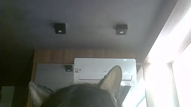SkinnyKitten webcam