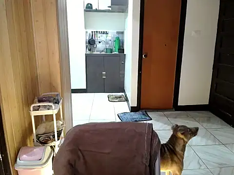 jakoloten webcam
