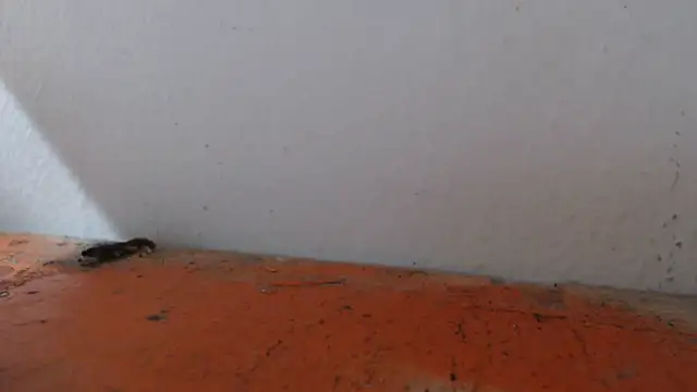alexam_gal@xh - Alexam_gal@xh's free webcam - UK Sex Cams