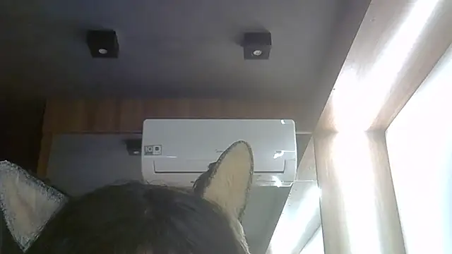 SkinnyKitten webcam