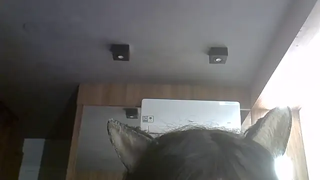 SkinnyKitten webcam