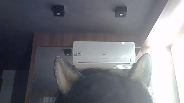 SkinnyKitten webcam