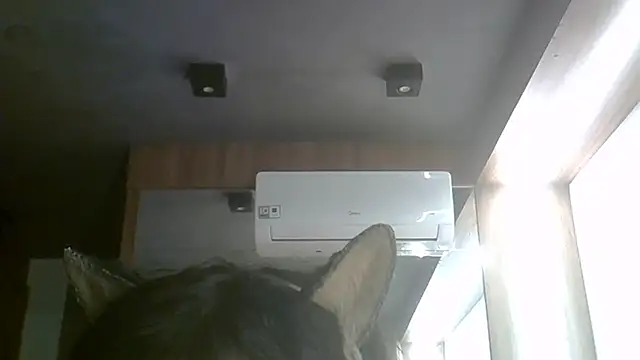 SkinnyKitten webcam