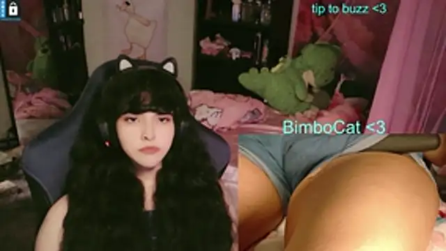BimboCat webcam