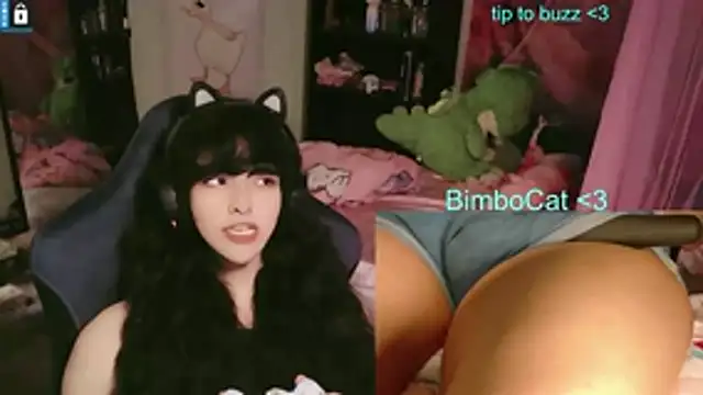 BimboCat webcam