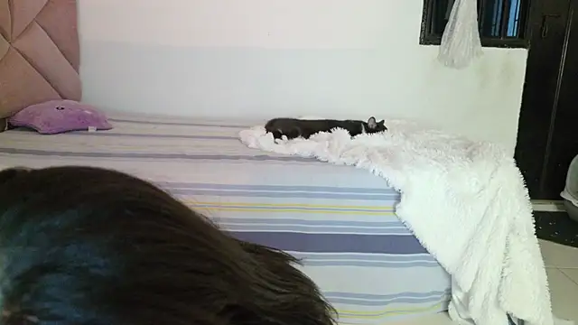 eva_sin18 webcam