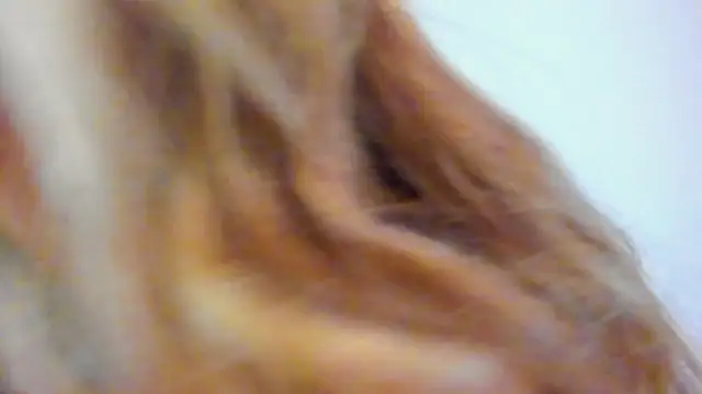 Velourmuse webcam