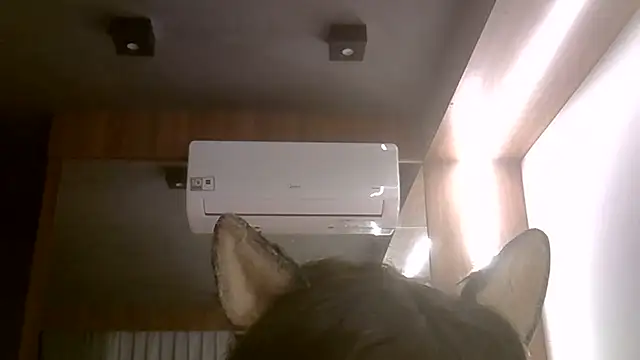 SkinnyKitten webcam