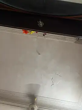 Bengali-BaBuu webcam