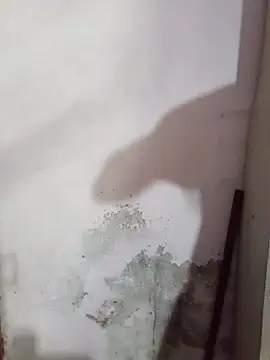 Wild_Curves_India webcam
