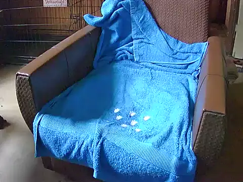 Barry-Kent live cam