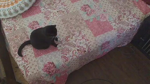 Ireallysquirt webcam