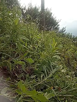 Heryy_xx webcam