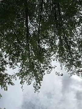 SummerHoney live cam