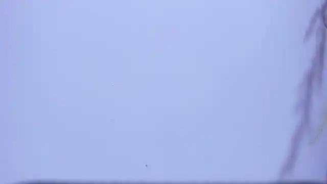 RaileyBoss webcam