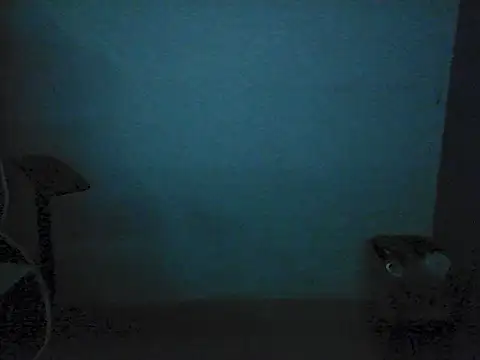 Kalel17073 webcam