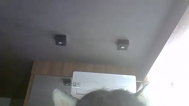 SkinnyKitten webcam