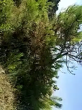 pegaso369 webcam