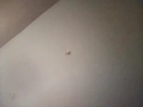 BuirdlyVerse webcam