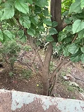 YOURBHABI143 webcam