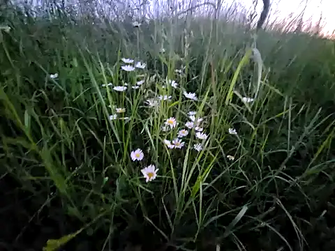 vuitton (M young) - ● Cum or prvt play ●