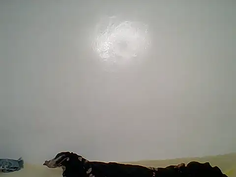 booty_queen8 webcam