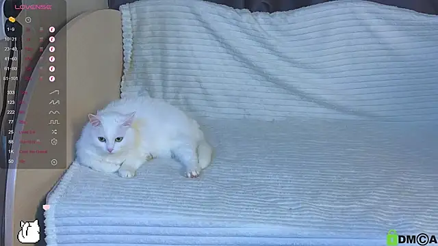 bd_black webcam