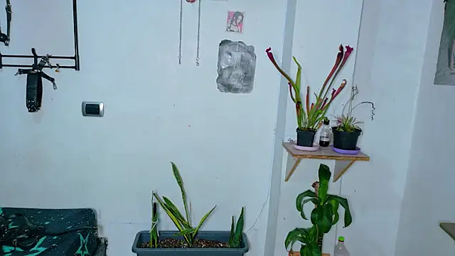clydexxxbunny webcam