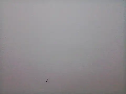 stallony webcam