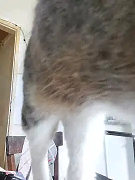 MalditaLocaa webcam