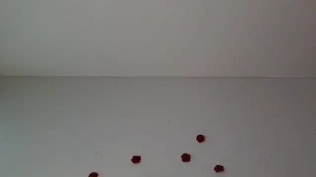 3littles webcam