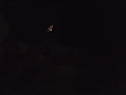 Nidge251 webcam