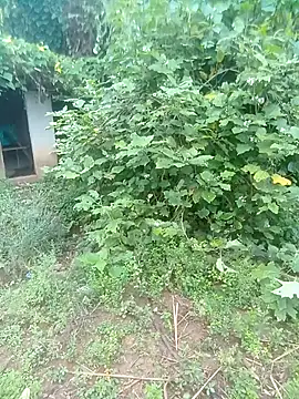 lelenana webcam
