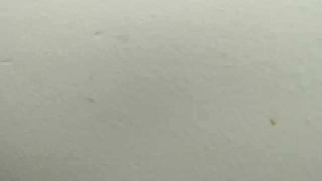 Raycatt1 webcam