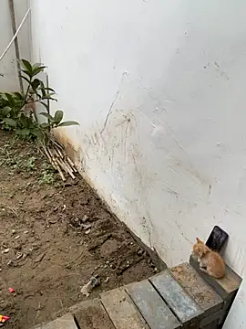 Meimei-bb webcam