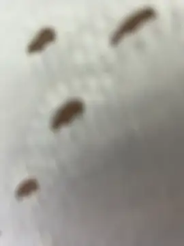 SweetBunnyGF webcam